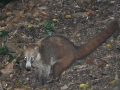 DSC_0137.JPG