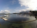 Vancouver Island Tofino Wale Watching I